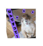 僕、テソロ。～もふもふ族 ～（個別スタンプ：12）