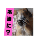 僕、テソロ。～もふもふ族 ～（個別スタンプ：14）