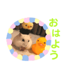ハムスター★《おもちと愉快な仲間たち》（個別スタンプ：13）