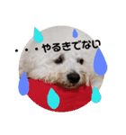 ビションフリーゼもふもふはるくん2（個別スタンプ：1）