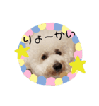 ビションフリーゼもふもふはるくん2（個別スタンプ：2）