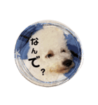 ビションフリーゼもふもふはるくん2（個別スタンプ：3）