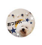 ビションフリーゼもふもふはるくん2（個別スタンプ：9）