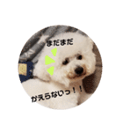 ビションフリーゼもふもふはるくん2（個別スタンプ：10）