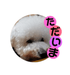 ビションフリーゼもふもふはるくん2（個別スタンプ：11）