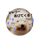 ビションフリーゼもふもふはるくん2（個別スタンプ：14）