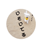 ビションフリーゼもふもふはるくん2（個別スタンプ：15）