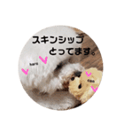ビションフリーゼもふもふはるくん2（個別スタンプ：16）