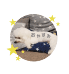 ビションフリーゼもふもふはるくん2（個別スタンプ：17）