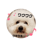 ビションフリーゼもふもふはるくん2（個別スタンプ：19）
