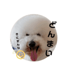 ビションフリーゼもふもふはるくん2（個別スタンプ：21）