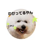 ビションフリーゼもふもふはるくん2（個別スタンプ：22）