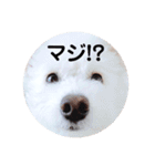 しろもふ日和（個別スタンプ：2）
