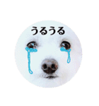 しろもふ日和（個別スタンプ：4）