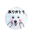 しろもふ日和（個別スタンプ：10）
