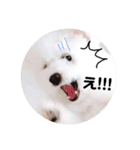 しろもふ日和（個別スタンプ：11）
