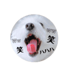 しろもふ日和（個別スタンプ：15）