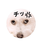 しろもふ日和（個別スタンプ：16）
