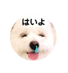 しろもふ日和（個別スタンプ：17）