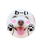 しろもふ日和（個別スタンプ：19）