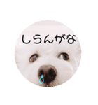 しろもふ日和（個別スタンプ：27）