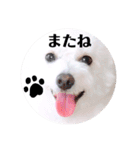 しろもふ日和（個別スタンプ：29）
