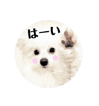 しろもふ日和（個別スタンプ：30）