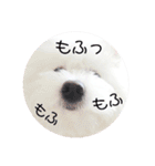 しろもふ日和（個別スタンプ：31）