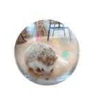 ハリネズミ きなことあんこ2（個別スタンプ：15）