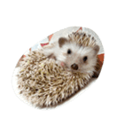 ハリネズミ きなことあんこ2（個別スタンプ：24）