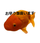 金魚のことば（個別スタンプ：1）