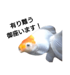 金魚のことば（個別スタンプ：2）