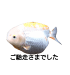 金魚のことば（個別スタンプ：3）