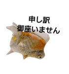 金魚のことば（個別スタンプ：4）