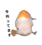 金魚のことば（個別スタンプ：5）
