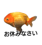 金魚のことば（個別スタンプ：6）