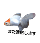 金魚のことば（個別スタンプ：8）