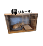 フレンチブルドッグのたれぞう2（個別スタンプ：2）