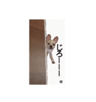 フレンチブルドッグのたれぞう2（個別スタンプ：15）