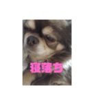 しふぉん1（個別スタンプ：1）