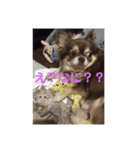 しふぉん1（個別スタンプ：2）
