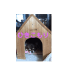 しふぉん1（個別スタンプ：3）