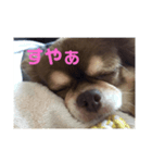 しふぉん1（個別スタンプ：4）