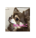 しふぉん1（個別スタンプ：7）