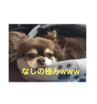しふぉん1（個別スタンプ：8）