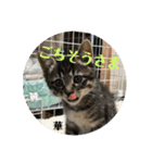 にゃんズ時々シバの日常(vor2)（個別スタンプ：1）