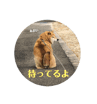 にゃんズ時々シバの日常(vor2)（個別スタンプ：2）