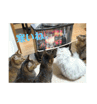 にゃんズ時々シバの日常(vor2)（個別スタンプ：3）