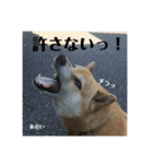 にゃんズ時々シバの日常(vor2)（個別スタンプ：4）