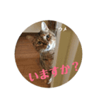 にゃんズ時々シバの日常(vor2)（個別スタンプ：5）